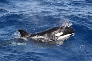 Killer whales ‘violently’ attack family yacht weeks after orcas sink ship in same waters
