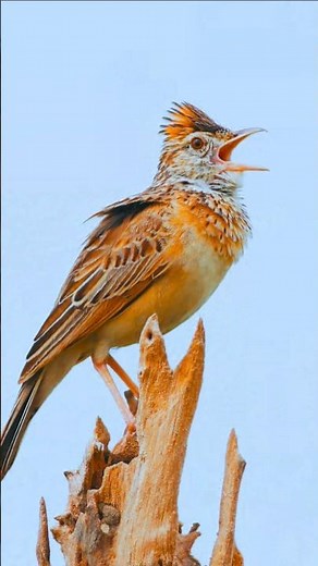 Ultimate Bird Chirping & Morning Bird Calls – Powerful Bird Singing, Tweeting & Forest Bird Noise