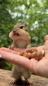 986K views · 29K reactions | Math equation #charliethechipmunk #animals #wildlife #funny #comedy #lol #cute #smart #humor #nature #obey #smartchallenge #reelschallenge #facebookpost #reelsfacebook | Charlie The Chipmunk | Facebook