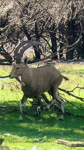 Nubian Ibex Hunting at Stone Creek Ranch