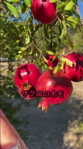 【お金ゼロで増やす】ザクロ栽培の裏技2選！割れない穴あけ術が天才的