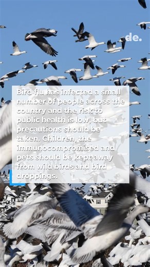 Dozens of dead snow geese, gulls and other species have appeared on Delaware beaches. Residents have reported such numbers, via social media, at Cape Henlopen State Park, Lewes, Broadkill and Slaughter Beach. There is a high probability that the dead birds were infected with bird flu, the Delaware Department of Natural Resources and Environmental Control says. Here's what to know about the virus. #Delaware #BirdFlu | Delaware Online