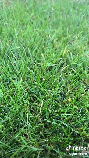 Grass Gains on TikTok