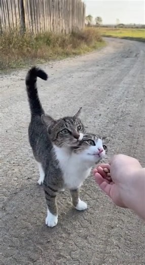 This Two Headed Cat shocks Everyone! #animals #funny #cat