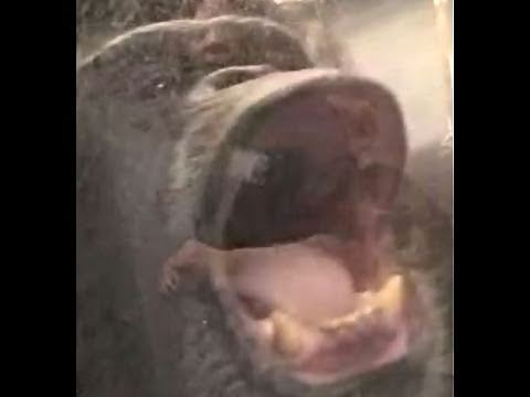 GIANT CHIMP HUMAN-SIZED UPRIGHT New Species Pt. 1 Bili World's Largest