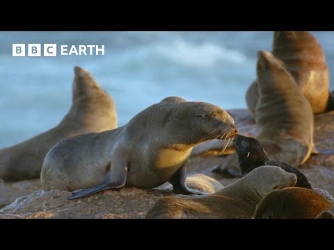 Hungry Hyenas Threaten Seals | Natural World: Wild Mothers and Babies | BBC Earth
