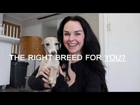 Italian Greyhounds | are they the right breed for you??