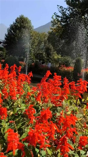 15K views · 762 reactions | Amazing flowers  | Beautiful mountain path | Facebook