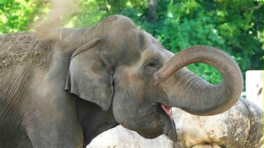 Kansas elephant star from Burt Reynolds movie dies at 67. KC Zoo sends sympathy