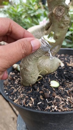 After grafting the Adenium roots👌