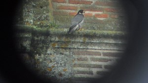 Albi : les faucons de la cathédrale à la télévision