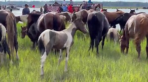 Pony Swim 2022 scenes: 'It's so great to be back'