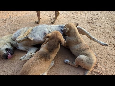These two dogs are nursing their mother.