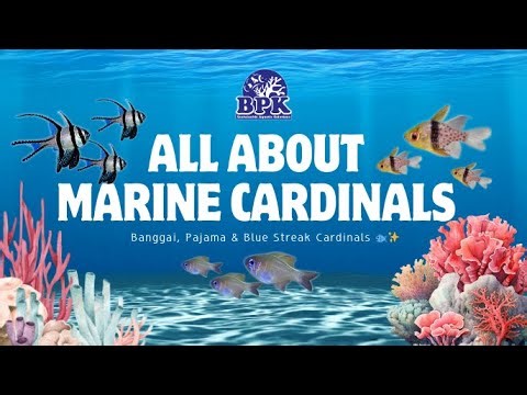 Peaceful Reef Fish Spotlight | Marine Cardinalfish Care & Tips #aquarium #Cadinalfish #fish #reef