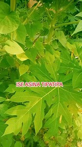 22K views · 648 reactions | ISE ASINA TIPATIPA.08162865429 | Apata TV fans 1 | Facebook