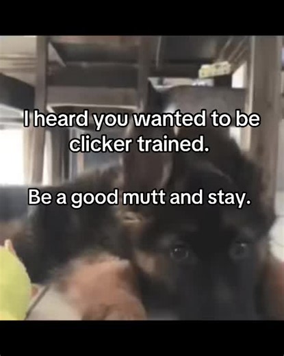 Clicker Training Puppy: Easy Stay Command for Good Boys
