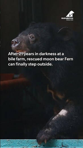 After 21 Years In Darkness At A Bile Farm, Rescued Moon Bear Can Finally Step Outside.