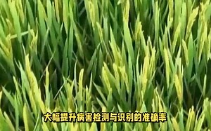 病害检测研究汇总：深度学习提升准确率