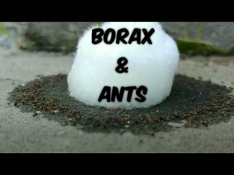 How to Use Borax for Ants