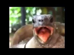 - Connaissez vous la tortue qui fait Hin ?