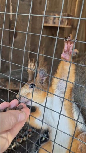 The squirrel bit me