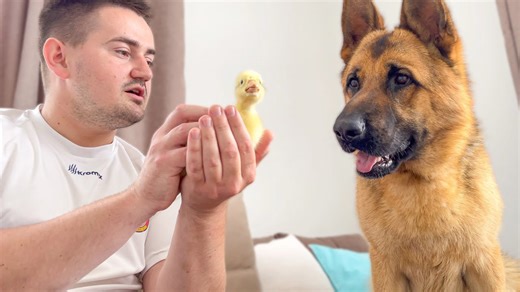 German shepherd watches baby goose with deep suspicion