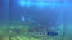 PADDLEFISH -- Also nicknamed "spoonbills" because of their large, paddle-shaped snouts, they are one of the largest fish in Missouri. Learn more in this short video. | Missouri Dept. of Conservation