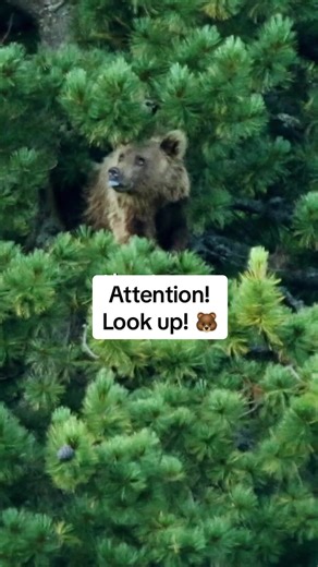 Bears: Powerful Climbers of the Wild