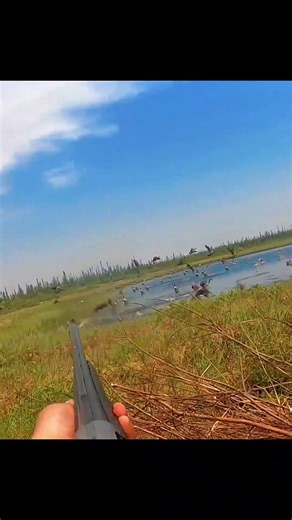 Быстрая охота на водоплавающих гусей от начала до конца 🦆🔥|#birdhunting #hunting #huntingbirds #bird
