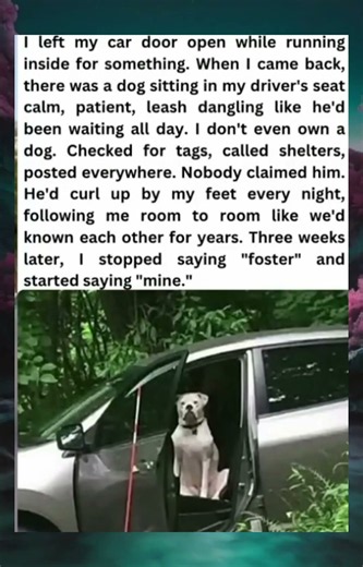 From Stranger to Family: The Dog Who Chose His Human 🐾