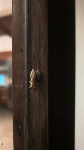 is this a Cuban tree frog?!#frog #frogs #treefrog #costarica #fyp #viral #cubantreefrog #amphibians