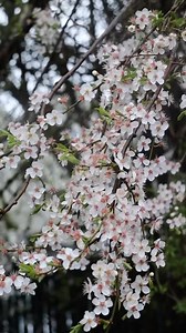 Peak spring is here and ready to welcome everyone back from break! 🌸 #OregonState | Oregon State University