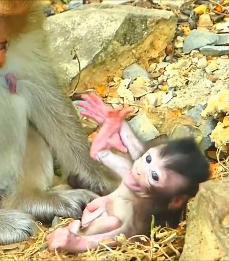 Heartbreaking Moments of Newborn Monkey Jam