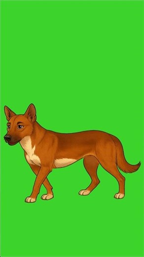 Dog Green Screen🐕‍🦺🐕‍🦺#shorts #youtubeshorts #shortsfeed #greenscreen #dog #cartoon