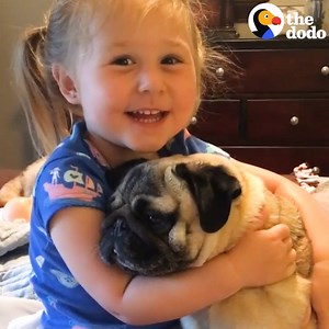12M views · 10K reactions | 4-year-old talking to her pugs is  | The Dodo | Facebook
