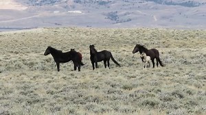 Wild mustangs of Arapaho Creek HA in the Red Desert of Wyoming.... a new filly on the range last weekend. | Wild Horses