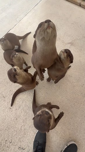 11K views · 13K reactions | OMG! How Funny Are They? Happy EASTER! Take 15% OFF All Tours & Add Ons Promo Code HAPPY (all caps) A Few Spots Left Today at 2 & 4 Pm | Animal EDventure Park & Safari | Facebook