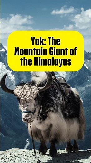 "Yak: The Mountain Giant of the Himalayas" #yak #facts #shorts