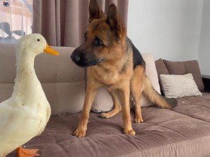 650K views · 15K reactions | Funny German Shepherd Reaction to Duck | Suusuu | Facebook