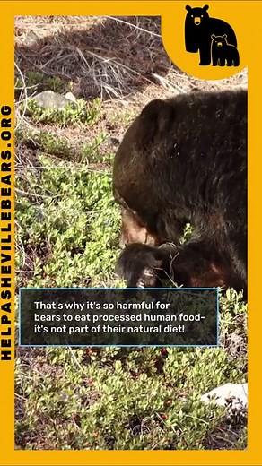 Do you know what bears eat? Watch this video to learn more about their diet, and follow us for more bear facts and info! 🐻 | Help Asheville Bears-HAB