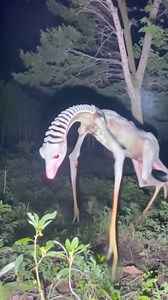 9K views | Is it an alien?  | Simple Stories | Facebook