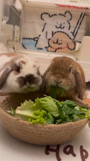 WHIMSY PAWS on Instagram: "Hop, Snack, Repeat 🐰🥕#rabbit #petrabbit #rabbitlover #houserabbit #giantrabbit #rabbitlovers #rabbitchallenge #rabbitlife #rabbitworld #bunnies #rabbits #cute"