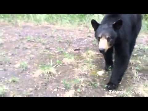 Runners vs bear what would you do?