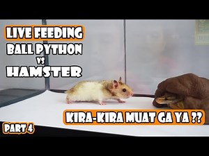 Live Feeding Ball Python Banana vs Hamster 35gram | Part 4