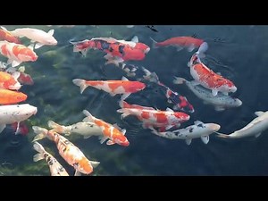 Koi Fish Lifespan: How Long Can They Live in Captivity?