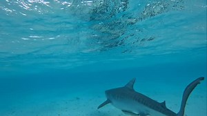 . 12/22早朝便です！ ログで名指しされてたら秘蔵の動画をあげるしかありませんね(￣▽￣) ジャーマンからブルーコーナーへ向かう途中浅い所に 小さめのタイガーシャークに遭遇しました！ 何度も飛び込もうとしたのですが…なかなかタイミング掴めず、船の上からGoPro突っ込んで撮れました(後ろ姿) ⁡ しっかりとラインも出てて皆さんと大興奮でしたー！ ⁡ Kazushi ⁡ - [ ] 👓🍎👓🍎👓🍎👓🍎👓🍎👓🍎👓🍎 - [ ] We offer fun diving•introductory dive•PADI license course!! ☆cruise control palu dive shop☆ email: info.cruisecontrol123@gmail.com Tel: 🔘home p488-6691age→https://cruisecontrol.info/index.html 🔘facebook page→https://www.facebook.com/cruisecontrolpalau 🔘TikTok→https://