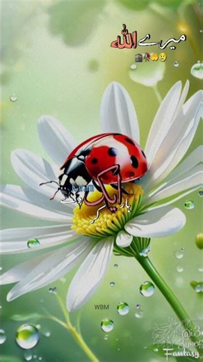 #mashaallah #islamic 📸 videos #mahshallah #loveislam #