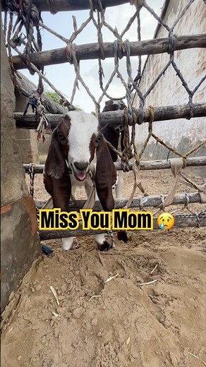 Baby Goat Crying for Mother 😢🐐 | Heart Touching Moment