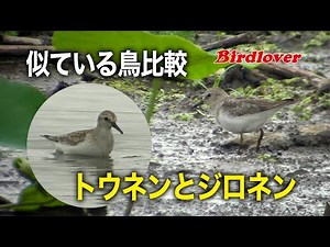オジロトウネンとトウネン・似ている鳥比較動画 / 字幕解説付き
