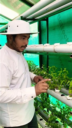 Mint in pvc hydroponic system #farming #hydroponics #mint